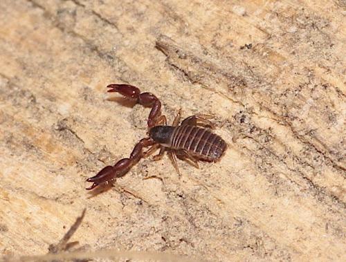 Réf. 280 135 : Withius hispanus